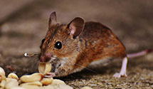 tree-injection-for-pest-control Experts in Indian Creek